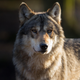 Mind-Altering Parasite Could Be Making Wolves Bolder 2 Image For Article Titled Mind-Altering Parasite Could Be Making Wolves Bolder